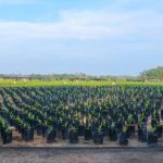 penanaman bibit kelapa sawit
